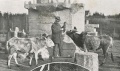 Burgers bij zijn dieren in 's-Heerenberg 1900.jpg